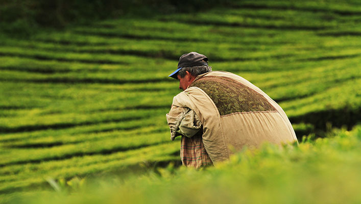 A man carrying a large sack in a green field